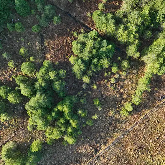 Forrestry drone survey