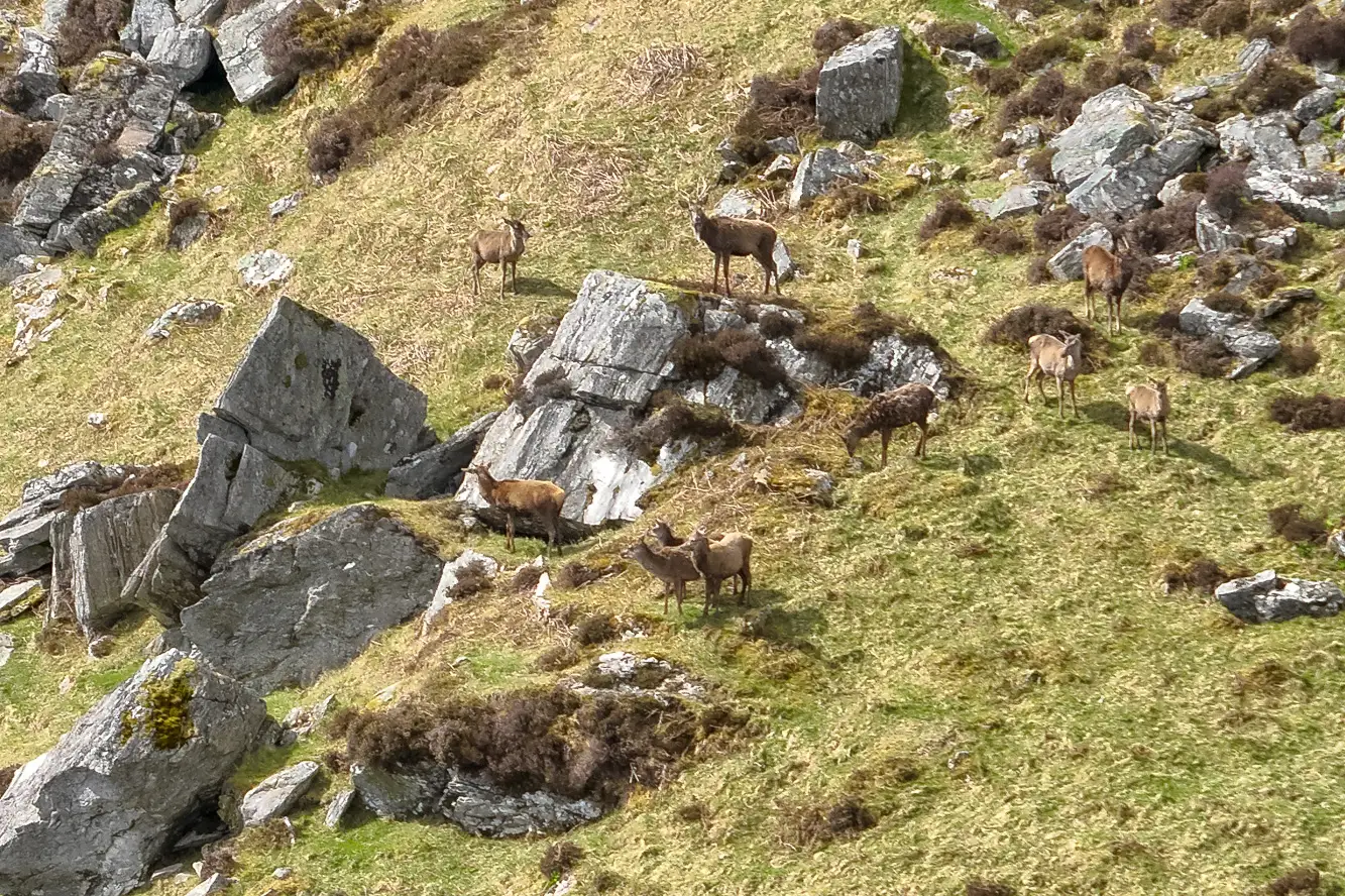 Drone Deer Counting in Scotland with Thermal Imaging and AI