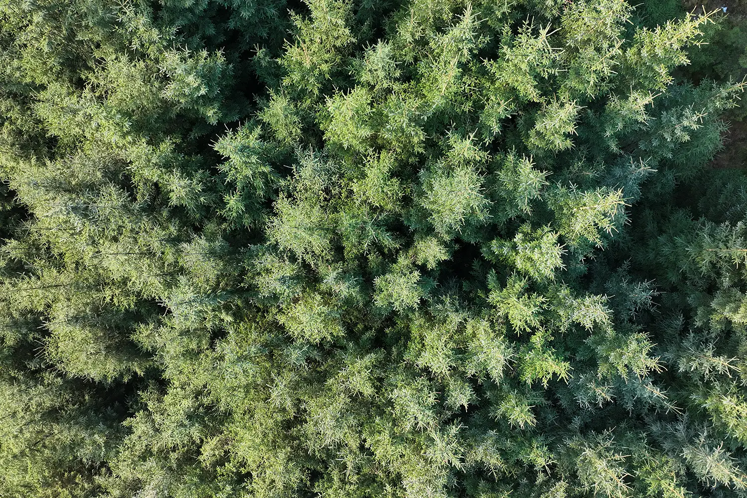 Drone Forestry Survey in Scotland for counting and health monitoring
